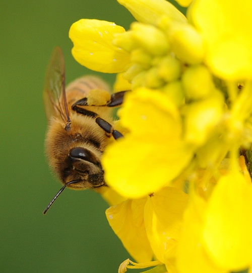 A HONEY BEE pokes her head around a mustard blossom. (Photo by Kathy Keatley Garvey)