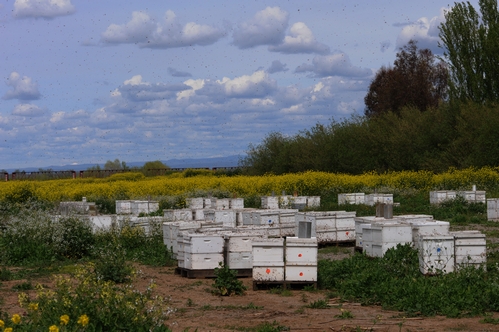 BLUE SKY, a field of golden mustard and gleaming white hives--it's a picture-perfect day at the Olivarez Honey Bees' farm in Orland, Calif. (Photo by Kathy Keatley Garvey)