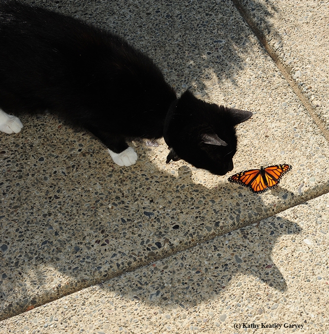 Xena the Warrior Princess checks out a monarch butterfly. (Photo by Kathy Keatley Garvey)