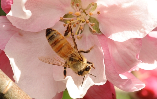 A YOUNG BEE (the hair on her thorax indicates she's a very young bee) forages for nectar in the cherry blossoms. This is an Italian or blond bee. (Photo by Kathy Keatley Garvey)