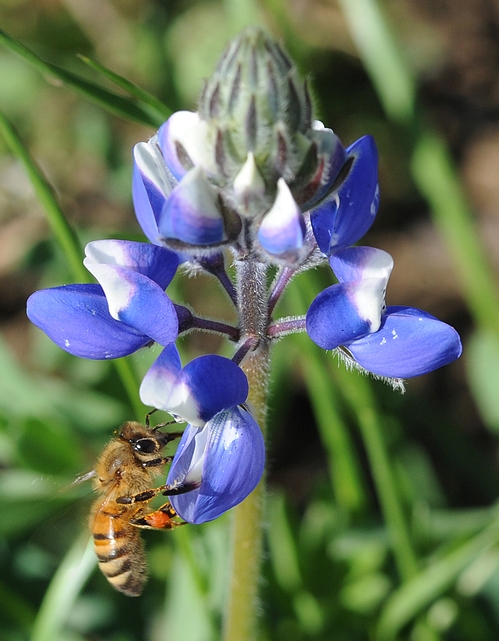 HONEY BEE gathers pollen from lupine on the Campus Buzzway. (Photo by Kathy Keatley Garvey)