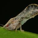 An adult Asian citrus psyllid. (Photo by M. Rogers)