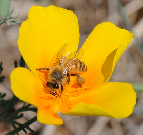 HONEY BEES frequent California poppies in the Campus Buzzway. (Photo by Kathy Keatley Garvey)