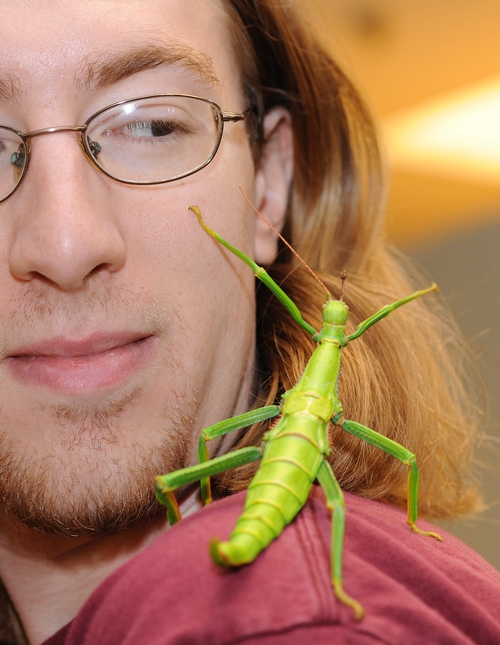 MY BUDDY--Matan Shelomi, a first-year graduate student in entomology at UC Davis, checks out a lime green walking stick at the Bohart Museum of Entomology. It will be a key attraction at the insect museum on Picnic Day, set April 17. (Photo by Kathy Keatley Garvey)