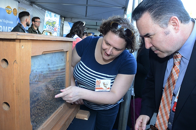 James Fuller of Dixon, president of Bids for Kids for the Dixon May Fair and Solano County Fair and a sergeant in the detective division of the Elk Grove Police Department, checks out the bee observation hive with Extension apiculturist Elina Lastro Niño of the UC Davis Department of Entomology and Nematology. (Photo by Kathy Keatley Garvey)