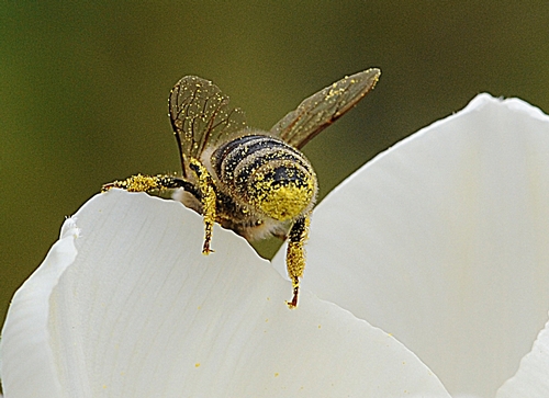 PURE GOLD--Pollen dust clings to a honey bee as she exits the tulip. (Photo by Kathy Keatley Garvey)
