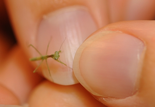 BARELY VISIBLE, this is a newly hatched praying mantis, held by Emily Bzdyk, a first-year graduate student in entomology at UC Davis. (Photo by Kathy Keatley Garvey)