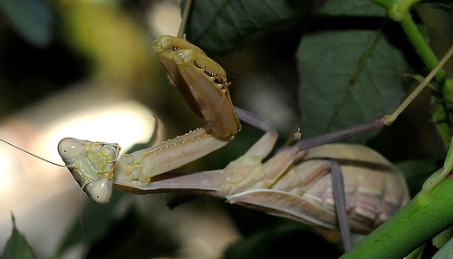 LET US PREY--An adult praying mantis lurks among the vegetation, ready to snare an unsuspecting insect. (Photo by Kathy Keatley Garvey)