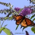 A monarch butterfly nectaring on a butterfly bush in Sacramento. (Photo by Kathy Keatley Garvey)