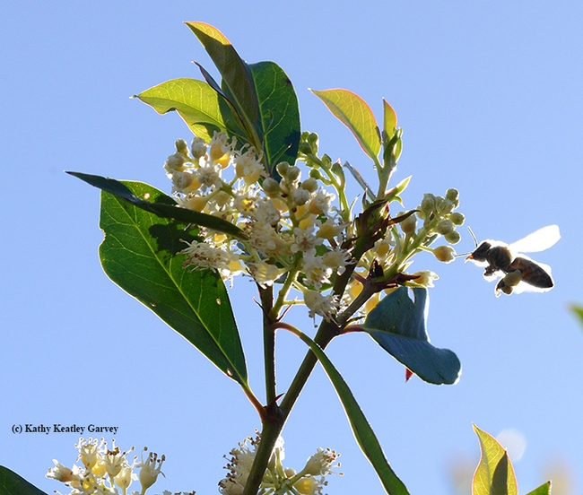 A backlit honey bee, its tongue or proboscis extended, heads for cherry laurel blossoms. (Photo by Kathy Keatley Garvey)