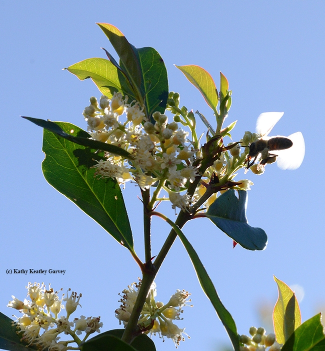 Touchdown! Pollen and nectar on the cherry laurel. (Photo by Kathy Keatley Garvey)