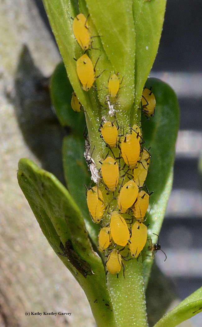 Close-up of an army of aphids on milkweed. (Photo by Kathy Keatley Garvey)