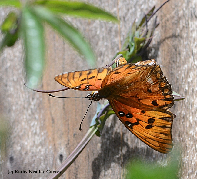 A Gulf Fritillary lays an egg on a passionflower vine in Vacaville on March 26. (Photo by Kathy Keatley Garvey)