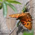 A Gulf Fritillary lays an egg on a passionflower vine in Vacaville on March 26. (Photo by Kathy Keatley Garvey)