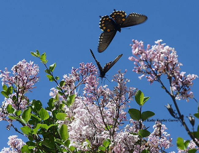 Two pipevine swallowtails on the Korean lilac, Syringa patula, in the Storer Garden, UC Davis Arboretum. (Photo by Kathy Keatley Garvey)