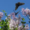 Two pipevine swallowtails on the Korean lilac, Syringa patula, in the Storer Garden, UC Davis Arboretum. (Photo by Kathy Keatley Garvey)
