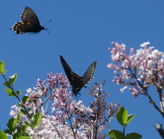 Pipevine swallowtail soars over the Korean lilac where another pipevine swallowtail is nectaring. (Photo by Kathy Keatley Garvey)