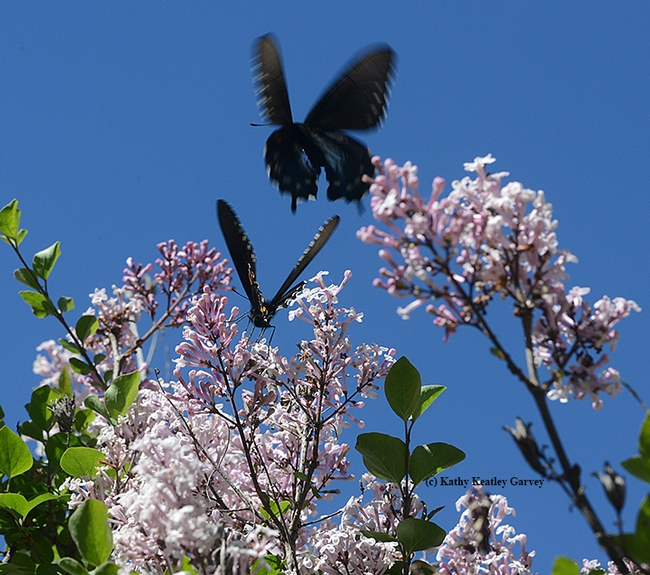 Pipevine swallowtails in action. (Photo by Kathy Keatley Garvey)