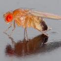 UC Berkeley biologist Ciera Martinez studies fruit flies but she will be speaking on 