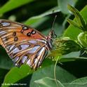 Gulf Fritillary, Agraulis vanillae, laying an egg (see tiny yellow dot protruding from the abdomen.) (Photo by Kathy Keatley Garvey)