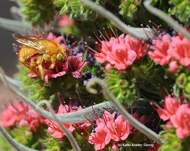 A male Valley carpenter bee, Xylocopa varipuncta, on a tower of jewels (Echium wildpretii). (Photo by Kathy Keatley Garvey)