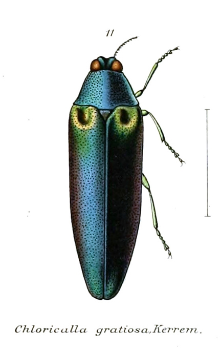 A buprestid jewel beetle. (Courtesy of Wikipedia)