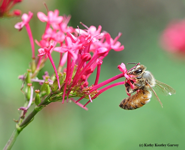 A honey bee sipping nectar from Jupiter's Beard. (Photo by Kathy Keatley Garvey)
