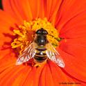 A drone fly on a Mexican sunflower, Tithonia. (Photo by Kathy Keatley Garvey)