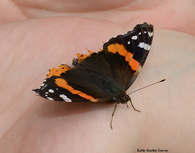 A Red Admiral butterfly, Vanessa atalanta, at the Pollinator Pavilion at Briggs Hall. Graduate student Margaret 