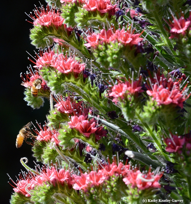 Two honey bees forage in the tower of jewels, Echium wildpretii. (Photo by Kathy Keatley Garvey)