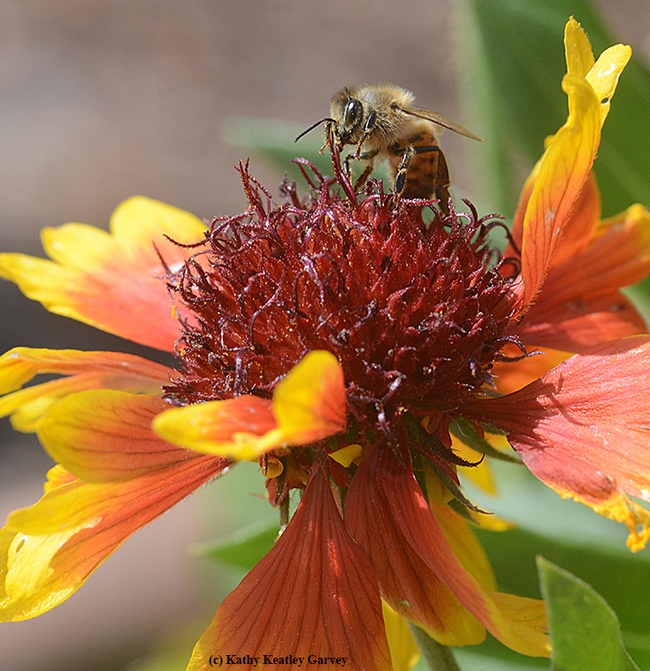 A honey bee foraging on a blanket flower, Gaillardia. (Photo by  Kathy Keatley Garvey)