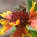 A honey bee foraging on a blanket flower, Gaillardia. (Photo by  Kathy Keatley Garvey)