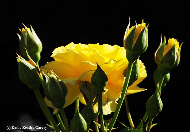 A yellow rose, 