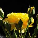 A yellow rose, 