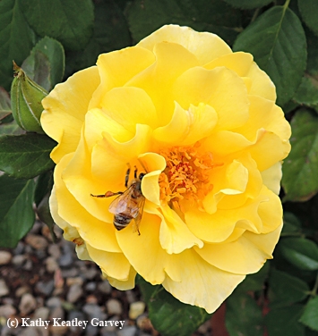 A honey bee forages on a yellow rose purchased at the UC Davis Rose Weekend. (Photo by Kathy Keatley Garvey)