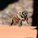 A honey bee lands on the edge of a planter and proceeds to clean her tongue (proboscis). (Photo by Kathy Keatley Garvey)