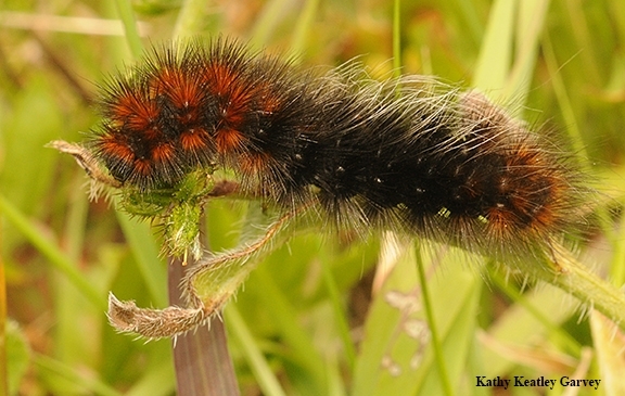 A hungry woolly bear caterpillar, the immature form of the Ranchman's Tiger Moth, Platyprepia virginalis. This photo was taken in April 2011 in the Bodega Marine Reserve. (Photo by Kathy Keatley Garvey)