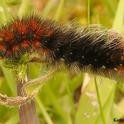 A hungry woolly bear caterpillar, the immature form of the Ranchman's Tiger Moth, Platyprepia virginalis. This photo was taken in April 2011 in the Bodega Marine Reserve. (Photo by Kathy Keatley Garvey)