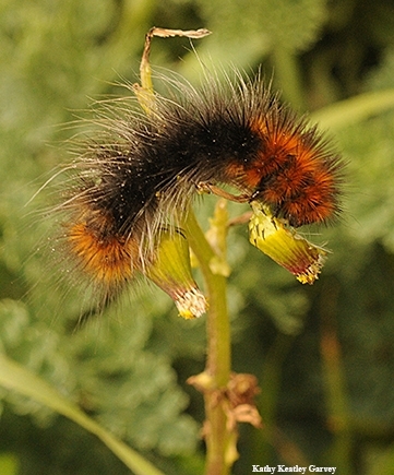 Will the population of woolly bear caterpillars predict the winner of U.S. Presidential election as it has for three decades? (Photo by Kathy Keatley Garvey)