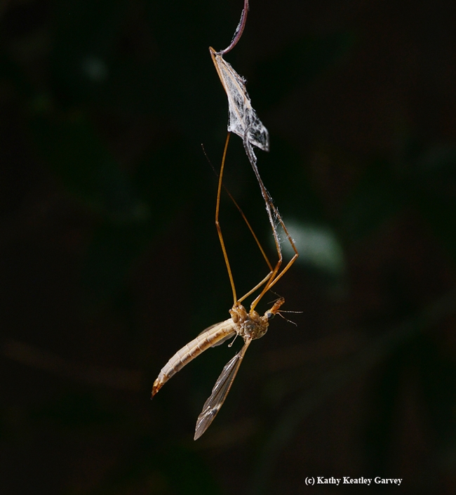 A crane fly dangles from a spider web. It is about to become prey. (Photo by Kathy Keatley Garvey)