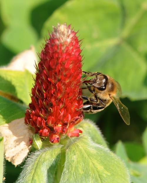 HONEY BEE nectars crimson clover in the Häagen-Dazs Honey Bee Haven. (Photo by Kathy Keatley Garvey)