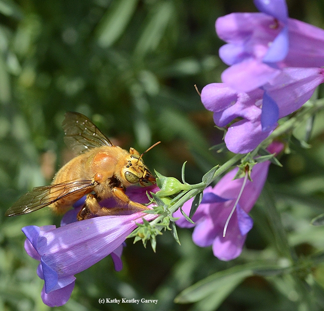 A male Valley carpenter bee (Xylocopa varipuncta)sips nectar from a foothill penstemon, (Penstemon heterophyllus) in the Haagen-Dazs Honey Bee Haven.  (Photo by Kathy Keatley Garvey)