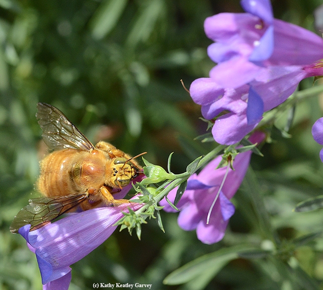 The male Valley carpenter bee twists to look at the photographer. (Photo by Kathy Keatley Garvey)