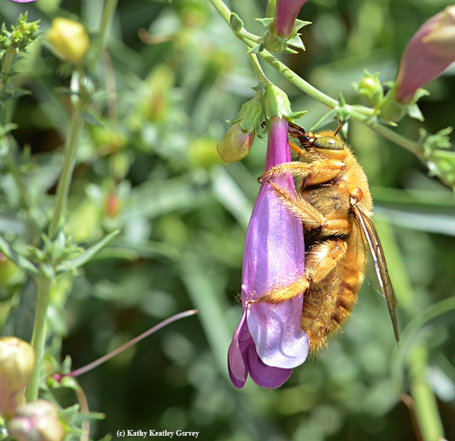 The male valley carpenter bee, aka 