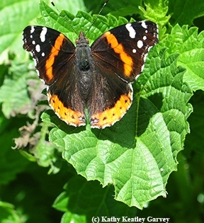The Red Admiral is not really red; it's black and orange with white spots. (Photo by Kathy Keatley Garvey)