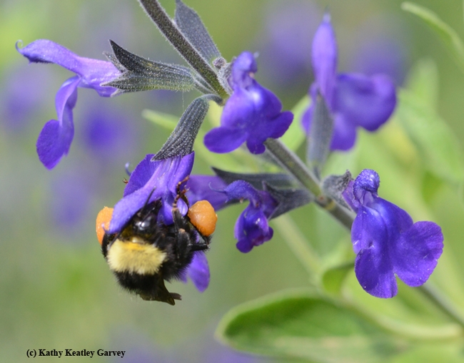 A black-faced bumble bee, Bombus californicus, adjusting a heavy pollen load, visits 