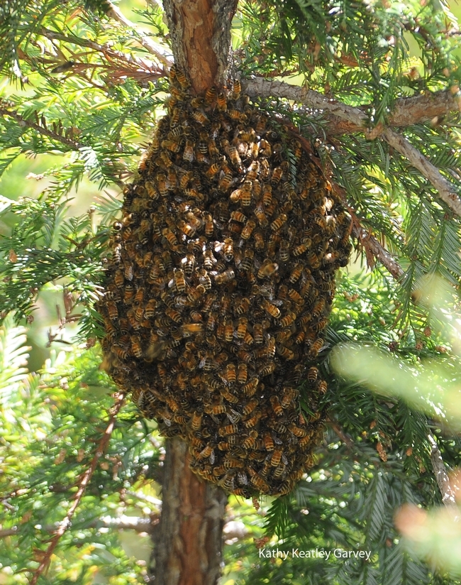 Collection of Africanized bee swarms can be an issue. These bees are European honey bees (not Africanized) that swarmed on the UC Davis North Hall/Dutton Hall complex in 2012. (Photo by Kathy Keatley Garvey)