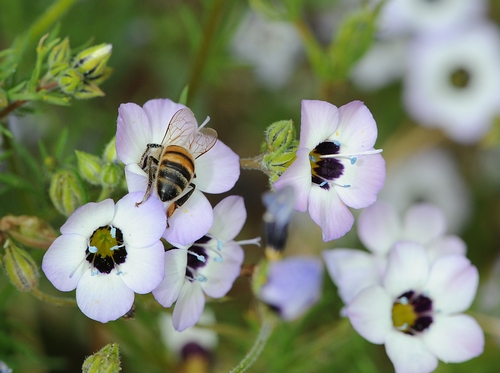A HONEY BEE forages among the bird's eyes (Gilia tricolor) on the UC Davis campus.  This is a native California wildflower common in the Central Valley. (Photo by Kathy Keatley Garvey)