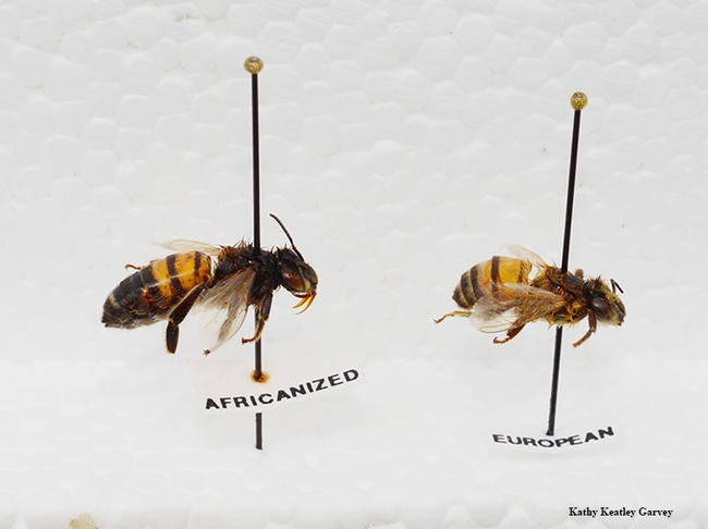 An Africanized bee collected in Mexico by Rob Page, former professor and chair of the UC Davis Department of Entomology, is positioned next to a European honey bee. The EHB may have shrunk; the bees are considered non-distinguishable except through DNA tests. (Photo by Kathy Keatley Garvey)