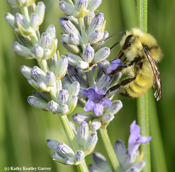 A male Bombus vandykei,also known as the Van Dyke Bumble Bee, forages on lavender in Vacaville, Calif. on May 17. (Photo by Kathy Keatley Garvey)